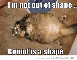funny-round-is-shape-fat-cat-pics