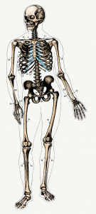 The hip bone's connected to the thigh bone.