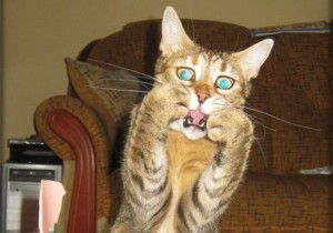 Shocked cat