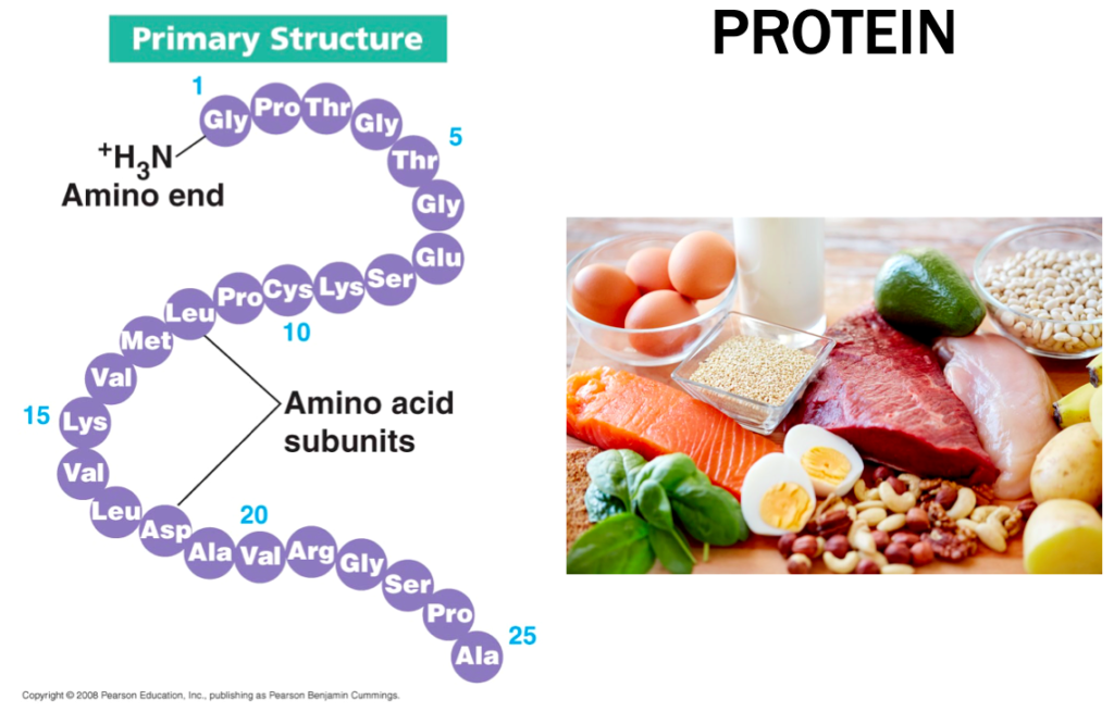 Protein Slide